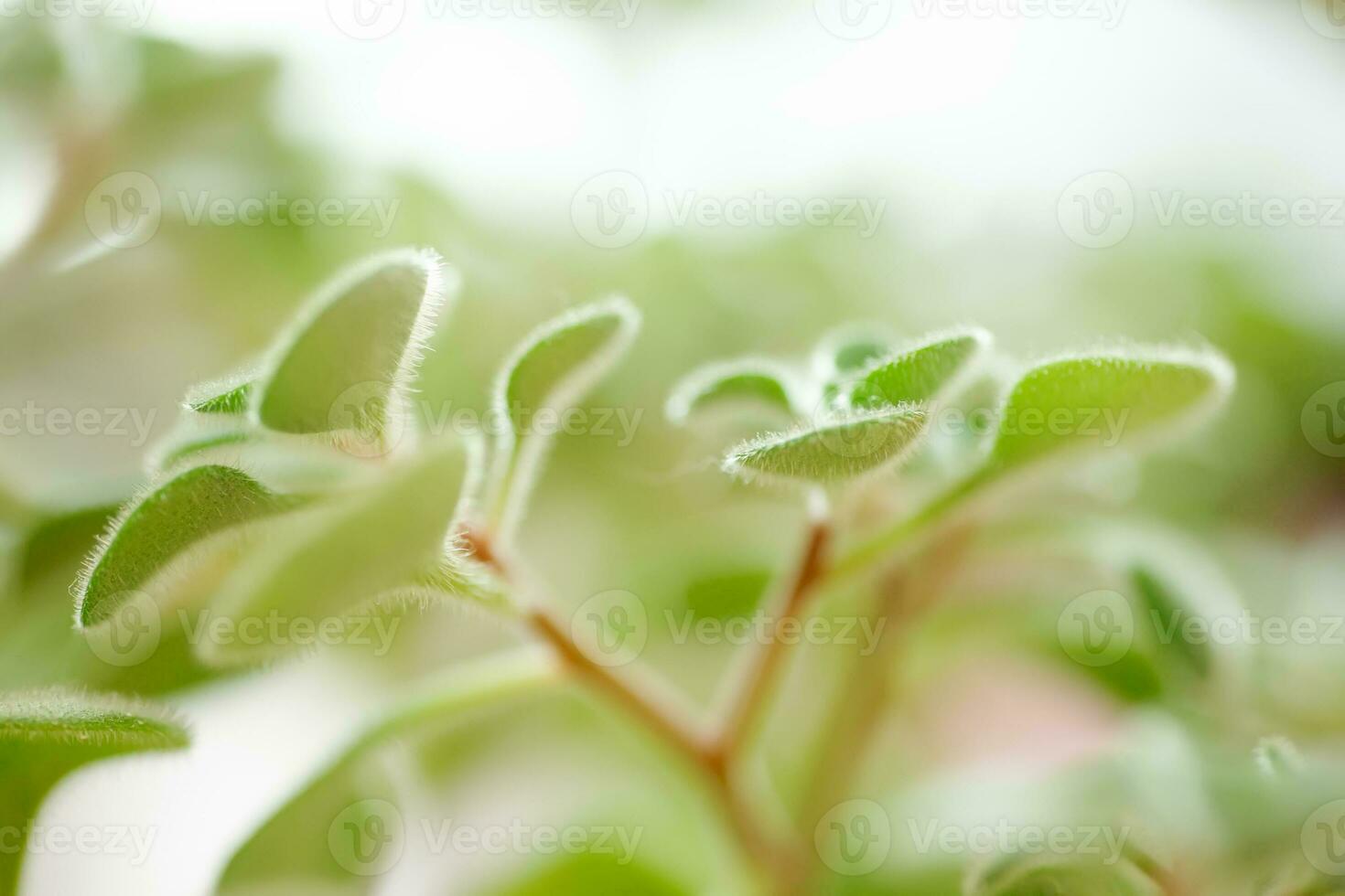 vert duveteux feuilles de Aichryson, une arbre de l'amour fermer. est genre subtropical végétaux, principalement originaire de à canari îles. Naturel Contexte pour économiseur d'écran photo