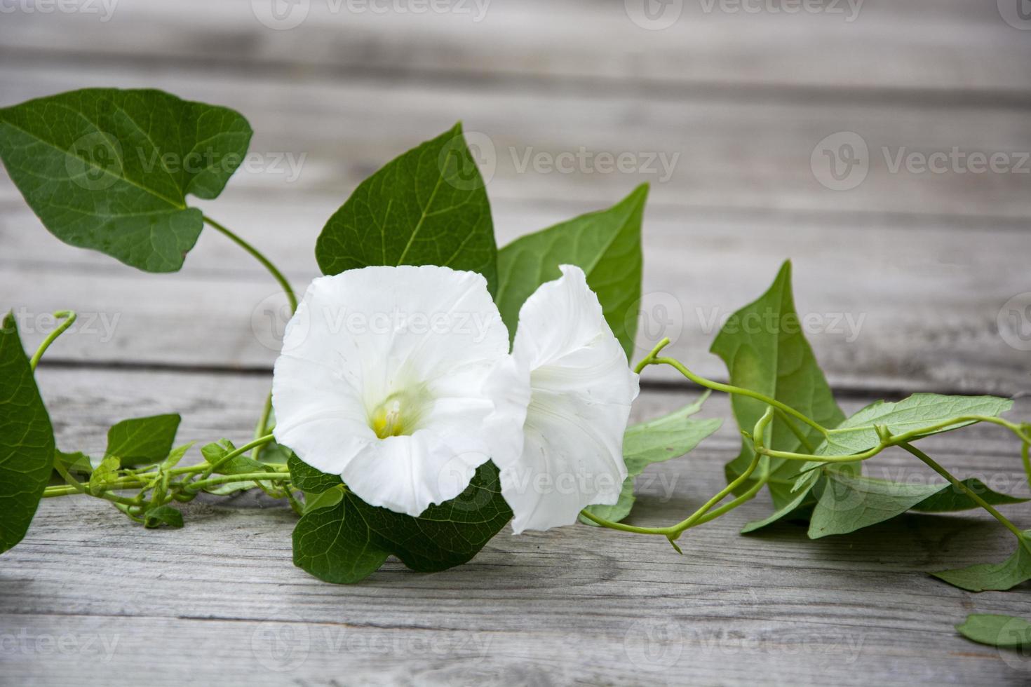 fleur de liseron avec des bourgeons blancs sur un fond en bois. photo