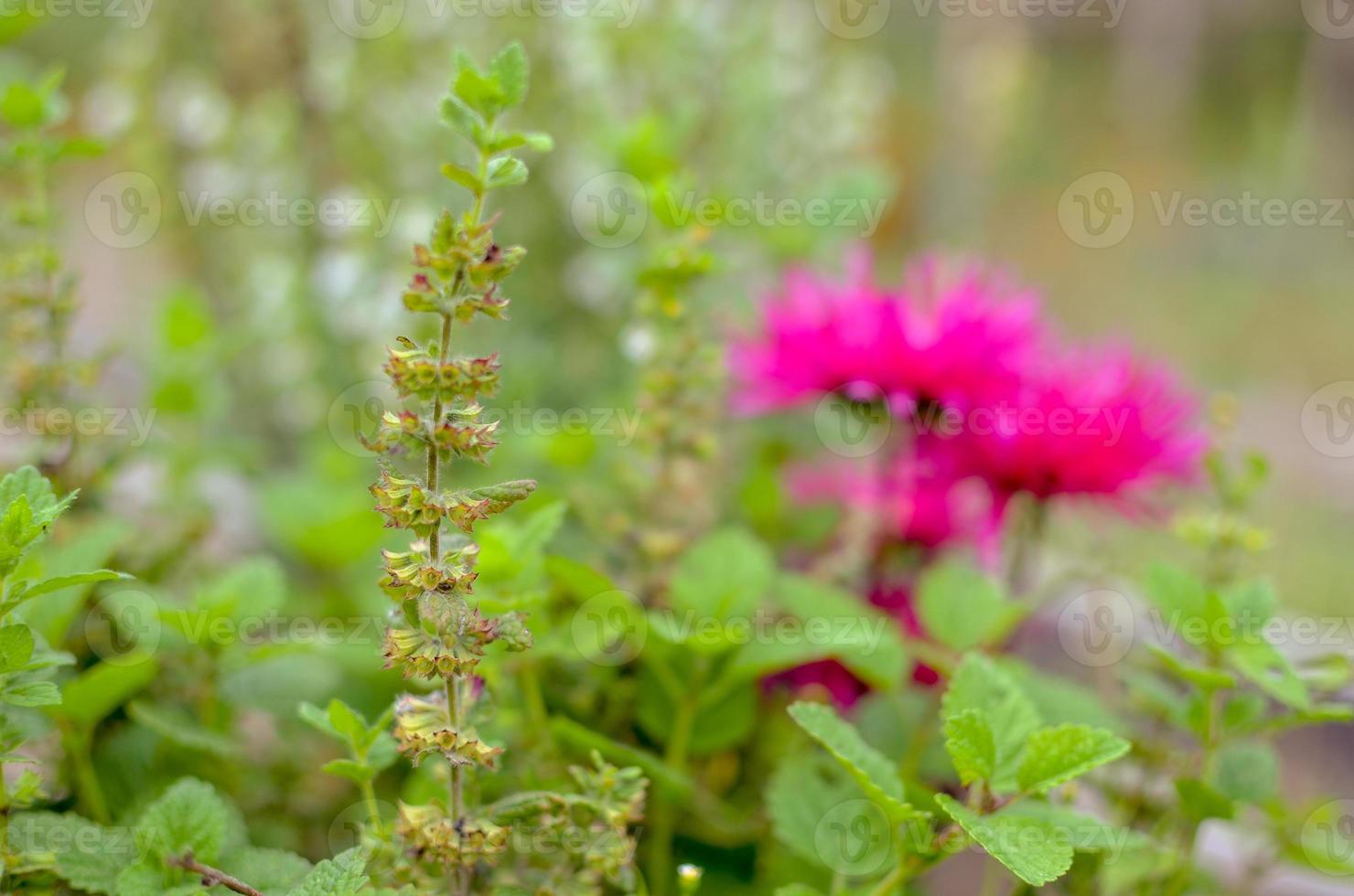 gros plan fleur rose sur jardin en ukraine photo