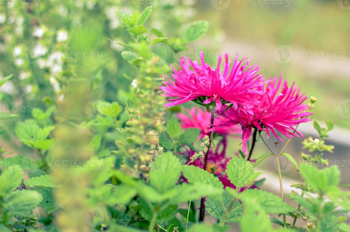 gros plan fleur rose sur jardin en ukraine photo