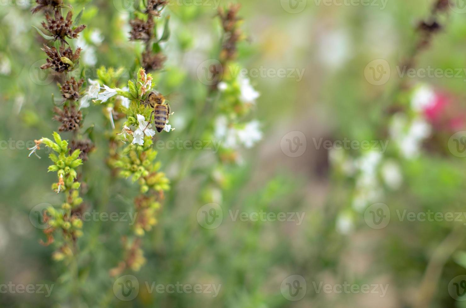 thymus serpyllum fleurit dans le jardin, gros plan photo