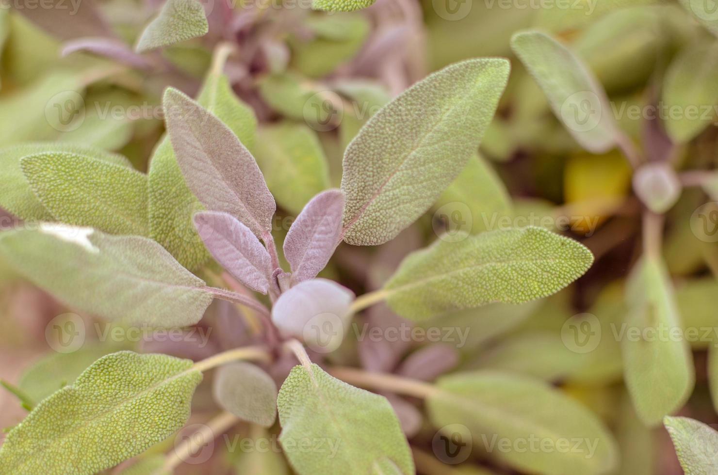 gros plan, de, sauge, plante, dans, jardin d'herbes aromatiques photo