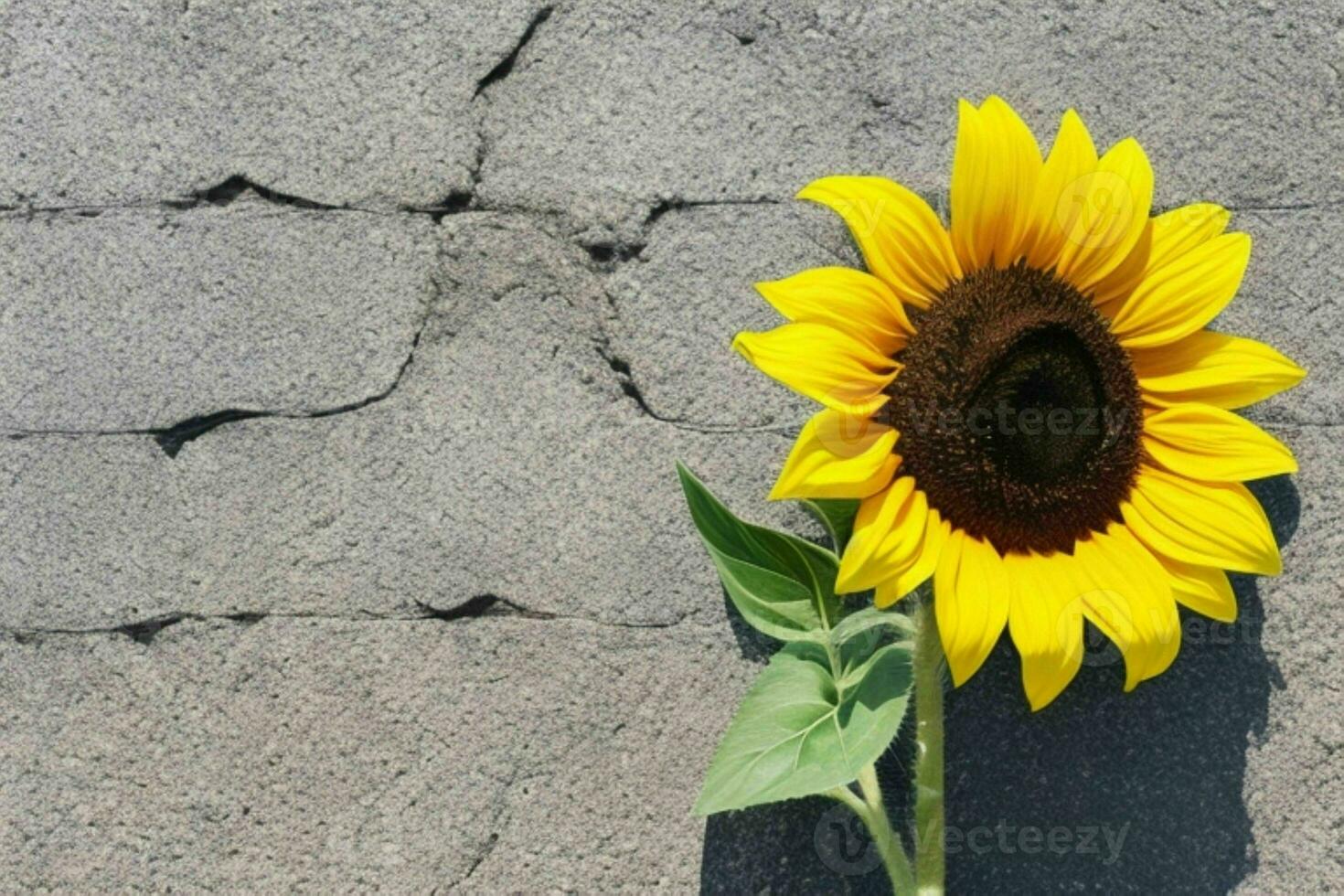 tournesol. Contexte. ai génératif pro photo