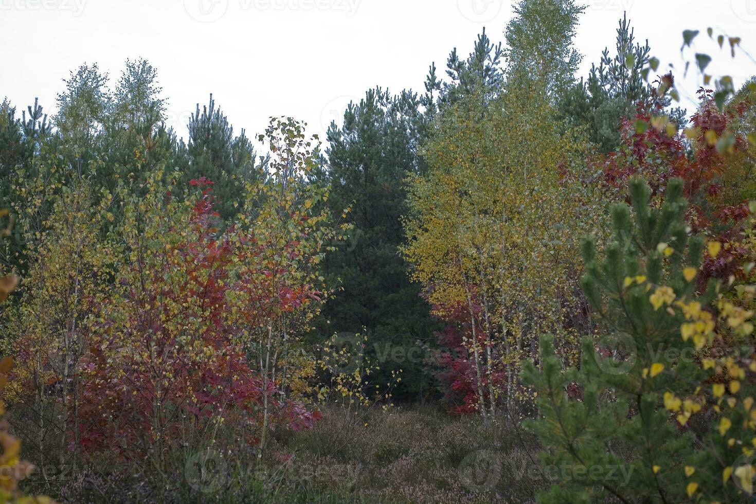 pittoresque l'automne forêt paysage avec coloré des arbres et conifère et saleté chemins photo