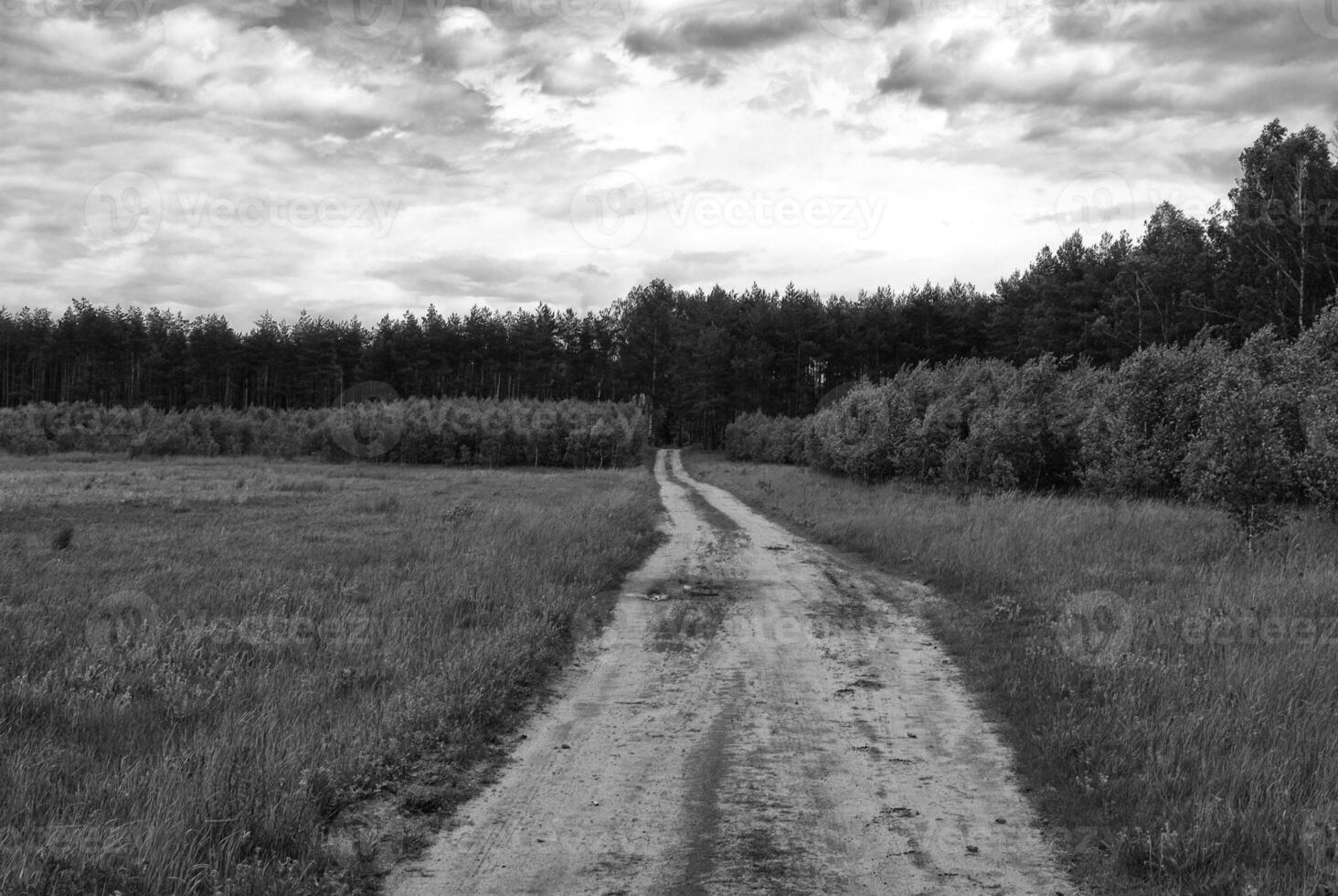 printemps pays route par une vert forêt photo