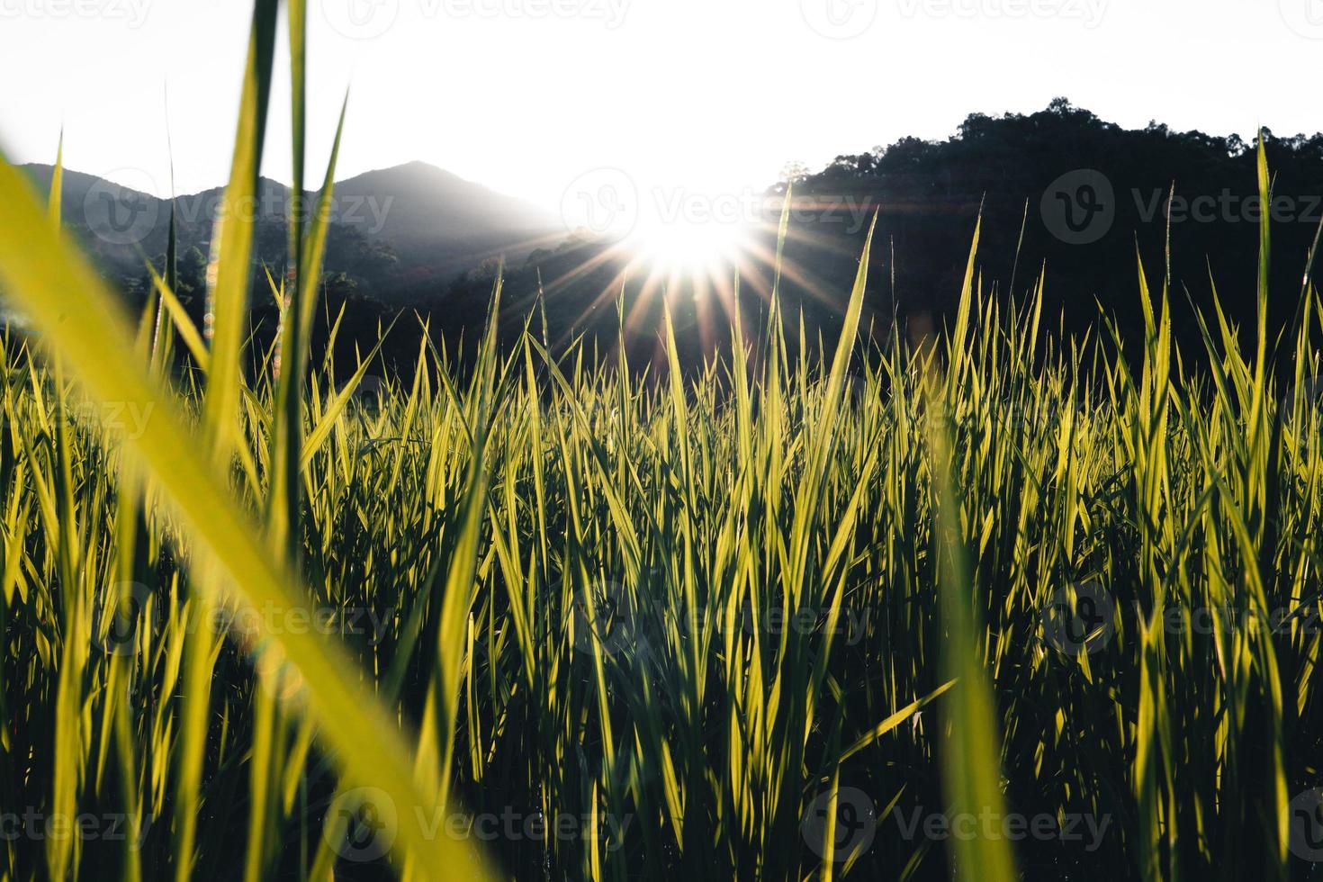 paysage rizière paddy en asie, vue aérienne des rizières photo