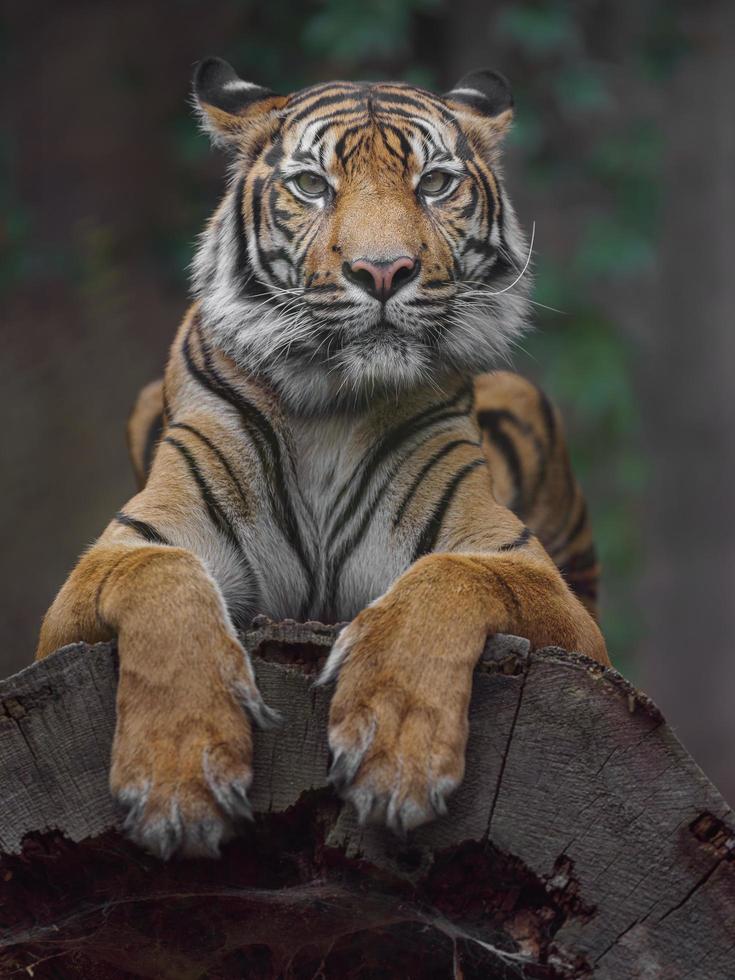 tigre de sumatra sur log photo