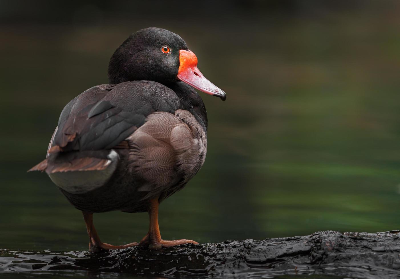 Pochard à bec rose photo