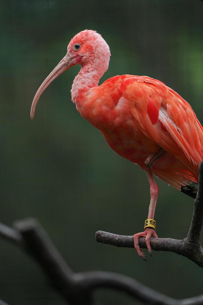 ibis écarlate sur branche photo