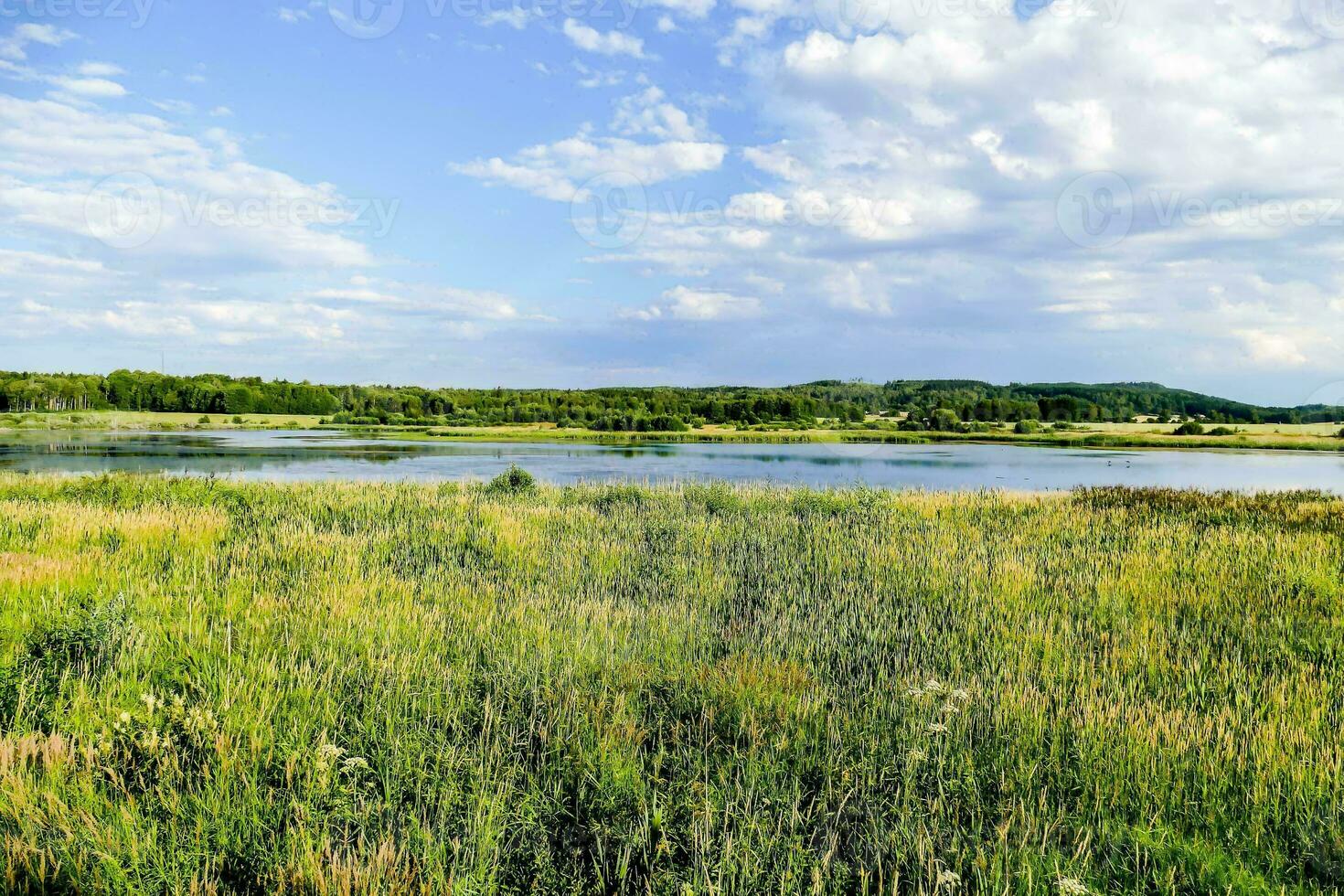 une Lac entouré par herbe et des arbres photo