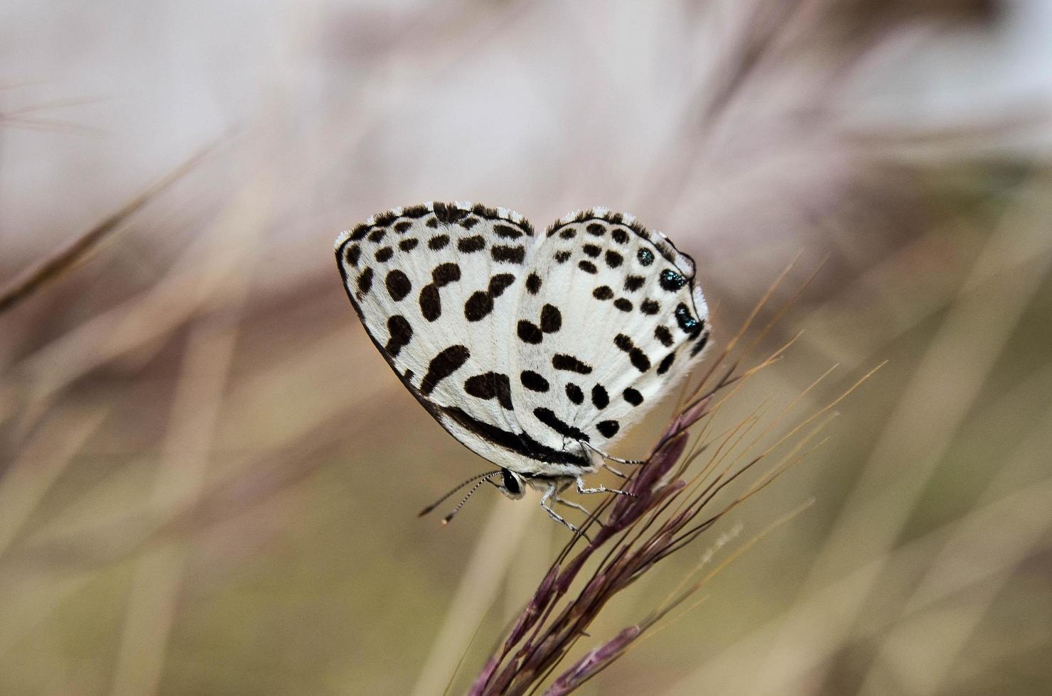 gros plan de papillon dans le jardin. photo