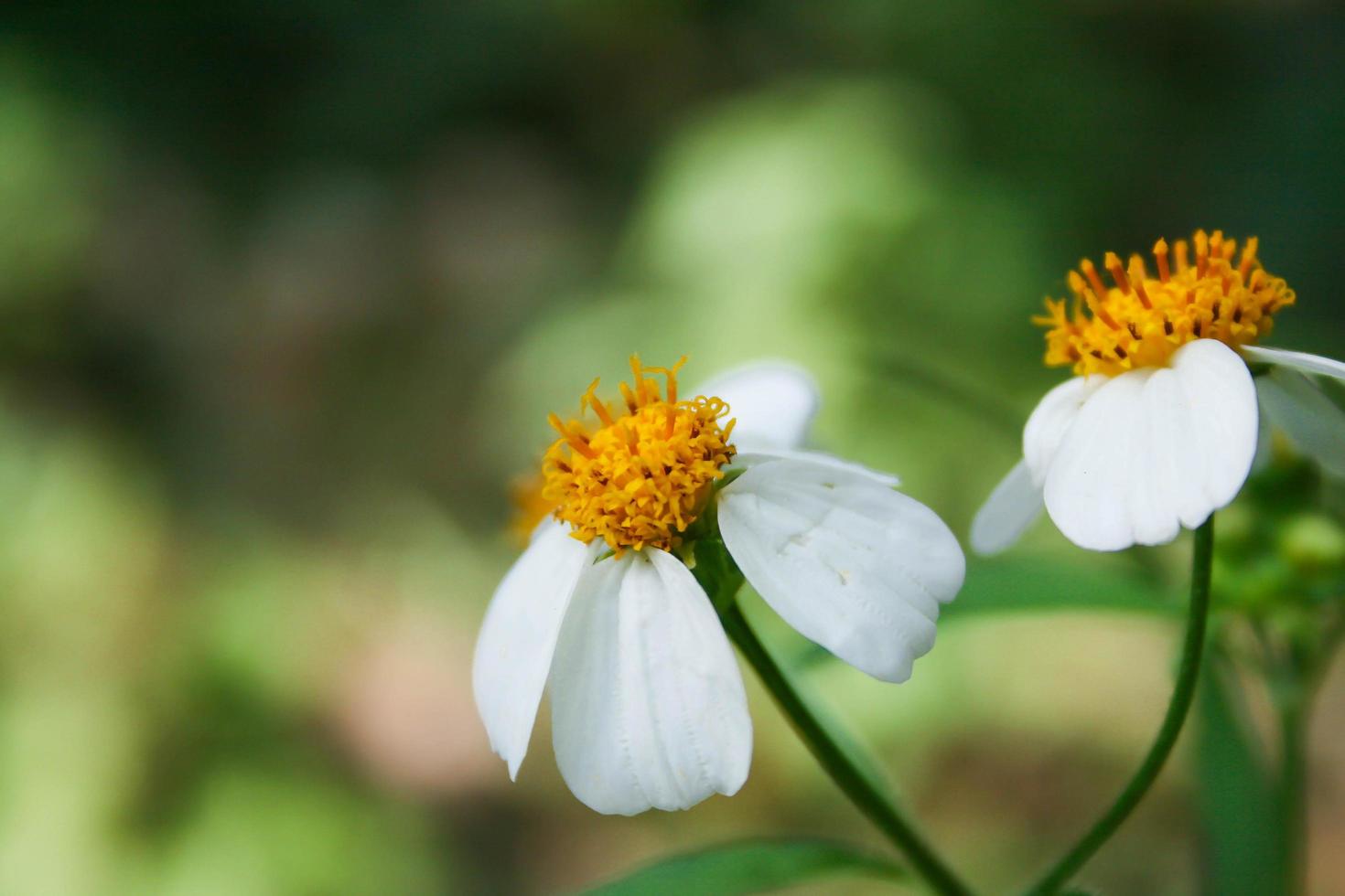 l'herbe et la fleur, fleur blanche à l'extérieur. photo