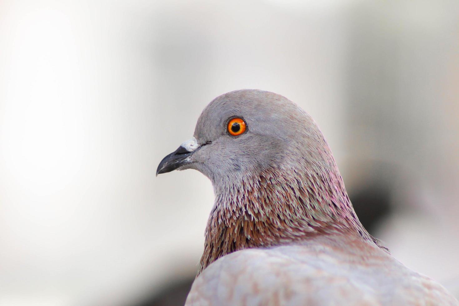 gros plan de pigeon, pigeon d'oeil. photo
