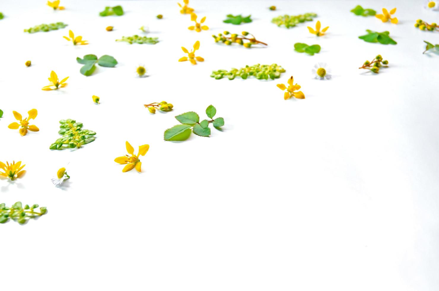 cadre de feuilles vertes et de fleurs sur fond blanc et espace libre. photo