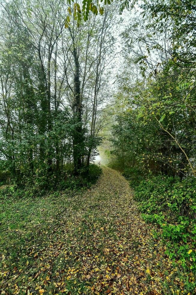 une chemin dans le forêt photo