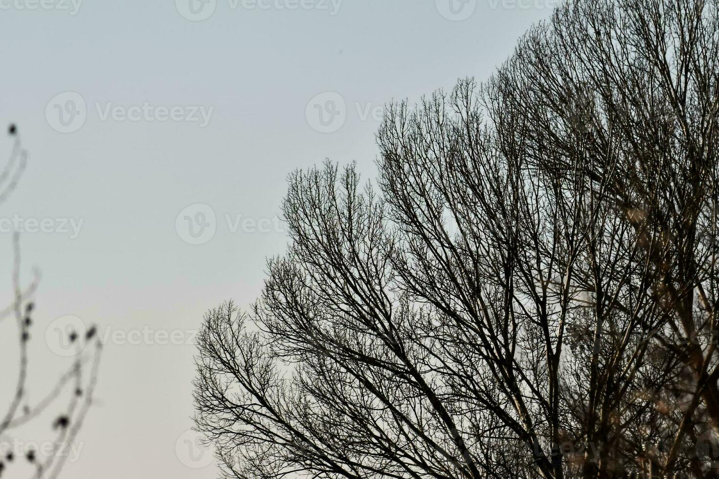 arbre branches Contexte photo