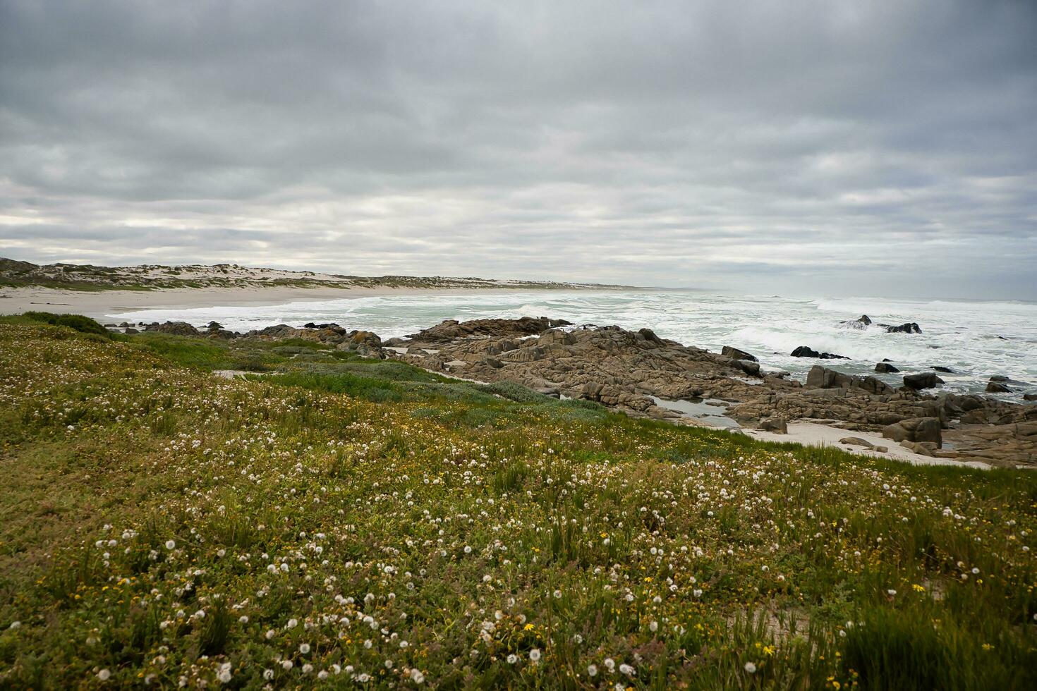 fleurs à le plage photo