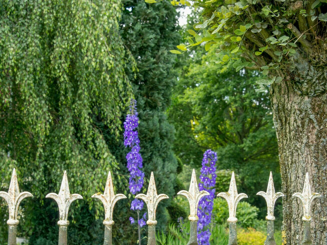 été tiem dans le jardin photo