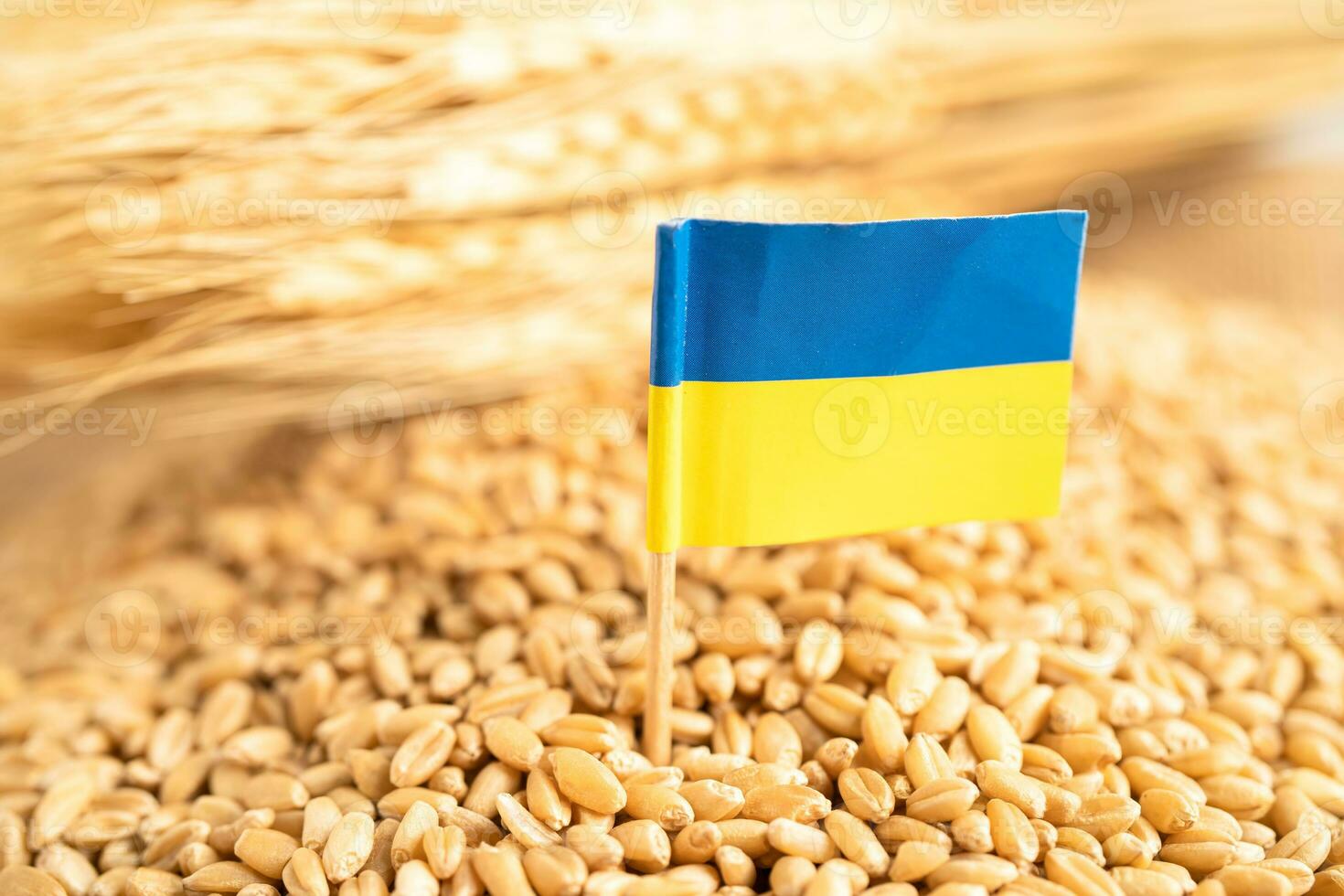 grains de blé avec drapeau de l'ukraine, exportation commerciale et concept d'économie. photo