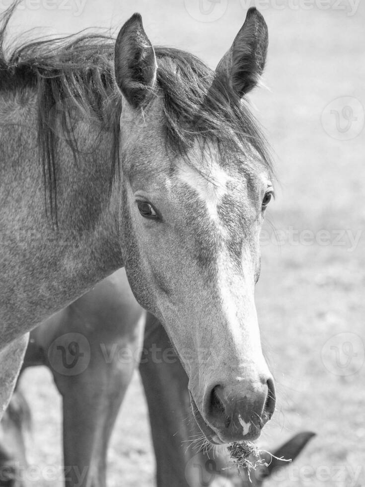 les chevaux sur une Medow dans westphalie photo