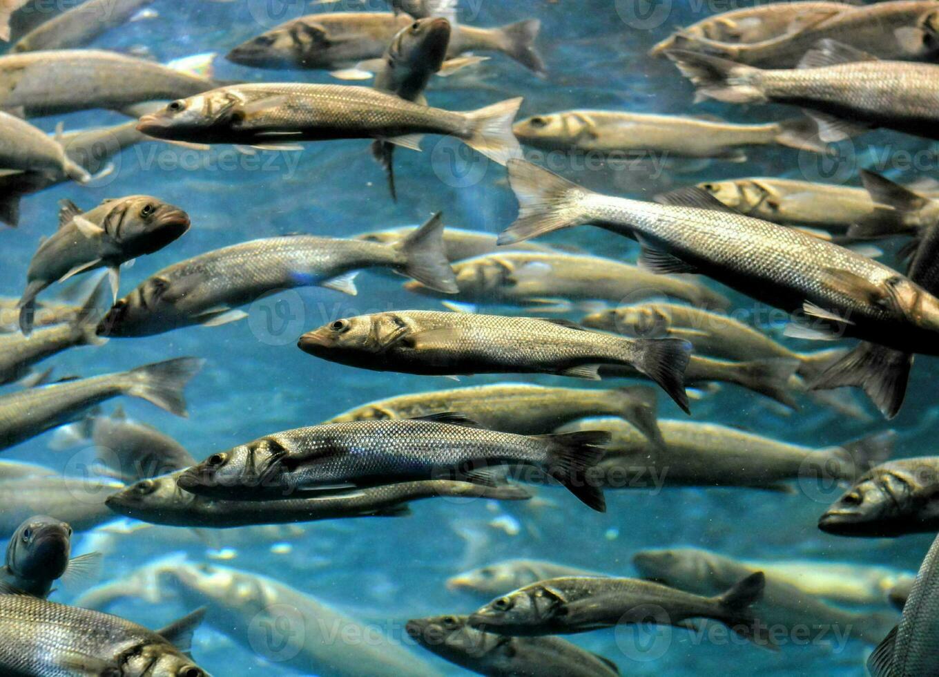 une grand groupe de poisson nager dans un aquarium photo