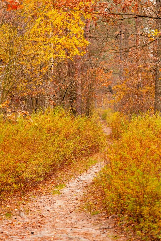 l'automne magnifique forêt avec une chemin couvert avec feuilles photo