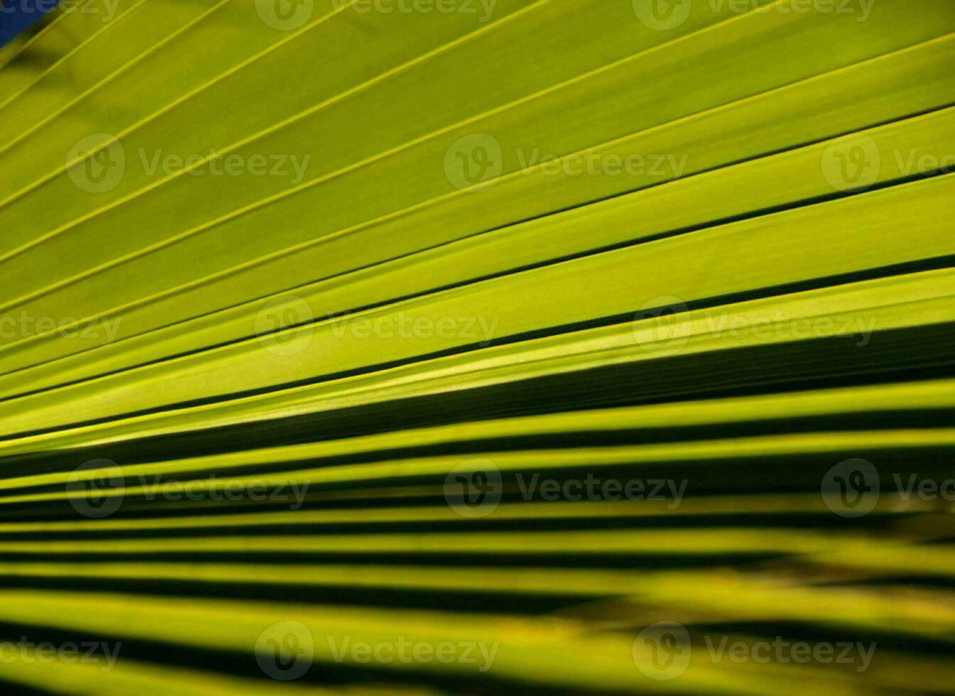 une proche en haut de une paume feuille photo