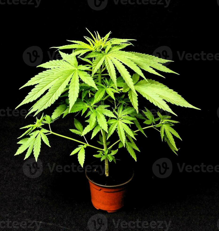 une marijuana plante photo