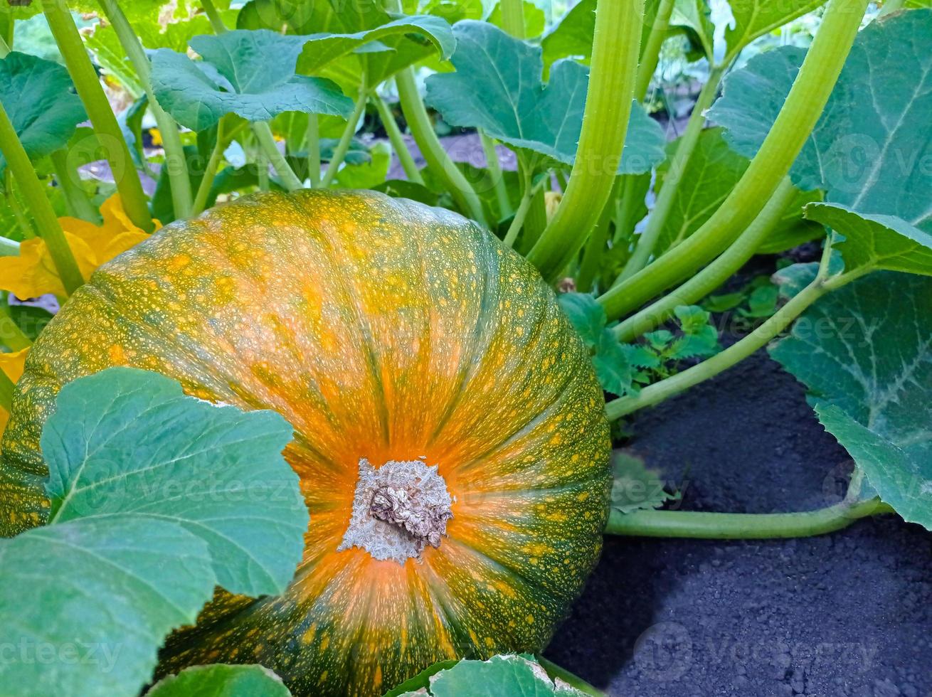 citrouille jaune dans le jardin photo