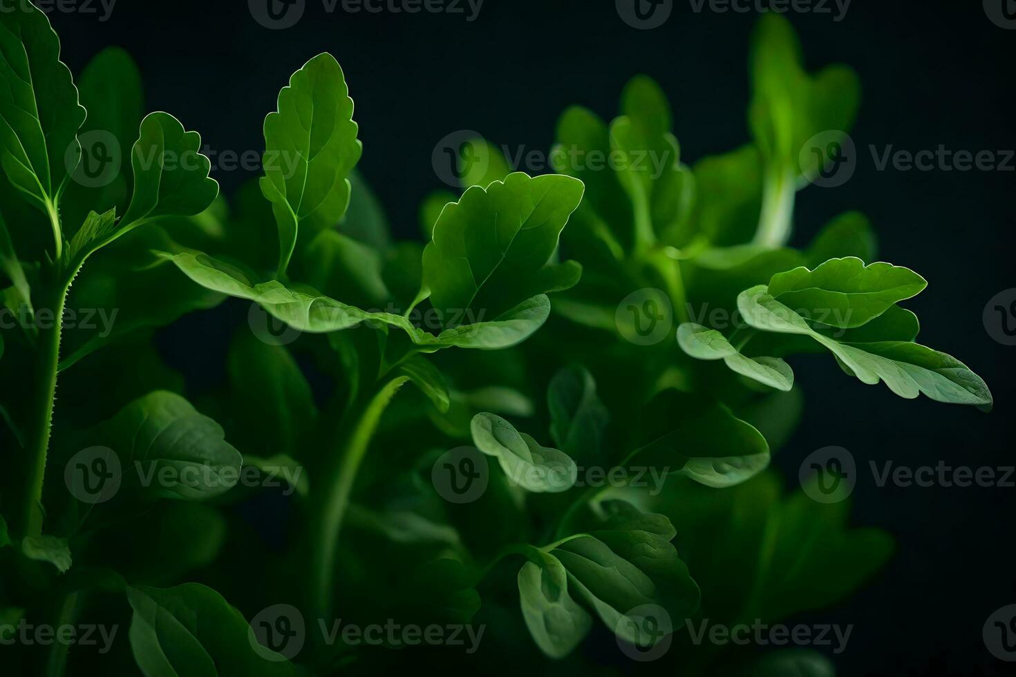 cette image spectacles roquette, lequel est une gentil de feuillu vert plante le photo a été capturé dans une studio avec une foncé arrière-plan, ne pas très loin de le matière ai généré