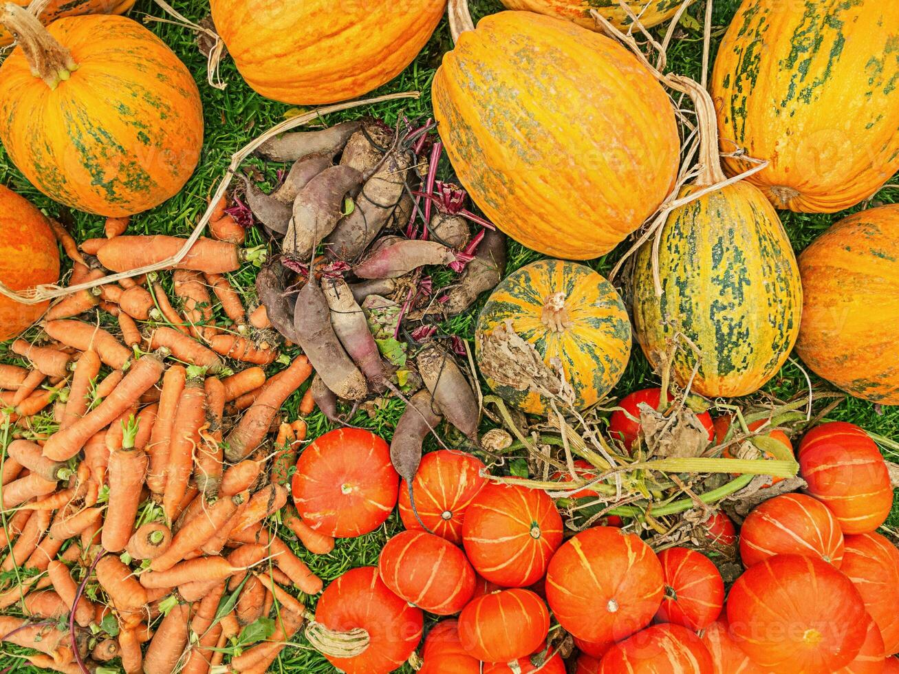 récolte. des légumes de le jardin carottes, betteraves et citrouilles. photo