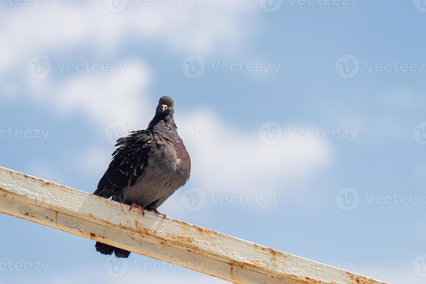 Pigeon assis sur une balustrade sur fond de ciel bleu nuageux photo