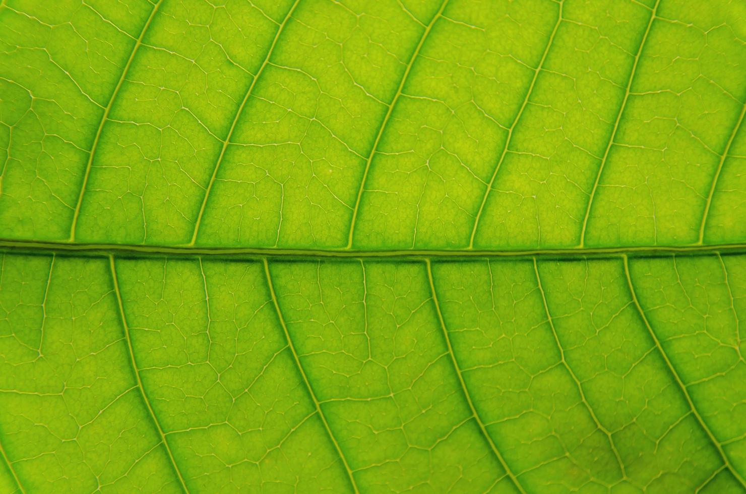 texture des feuilles vertes et fibre des feuilles, fond de feuille verte. photo