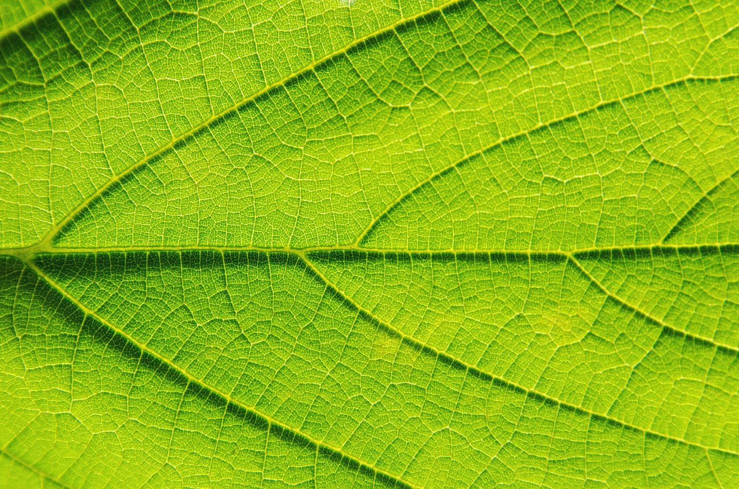 texture des feuilles vertes et fibre des feuilles, fond de feuille verte. photo