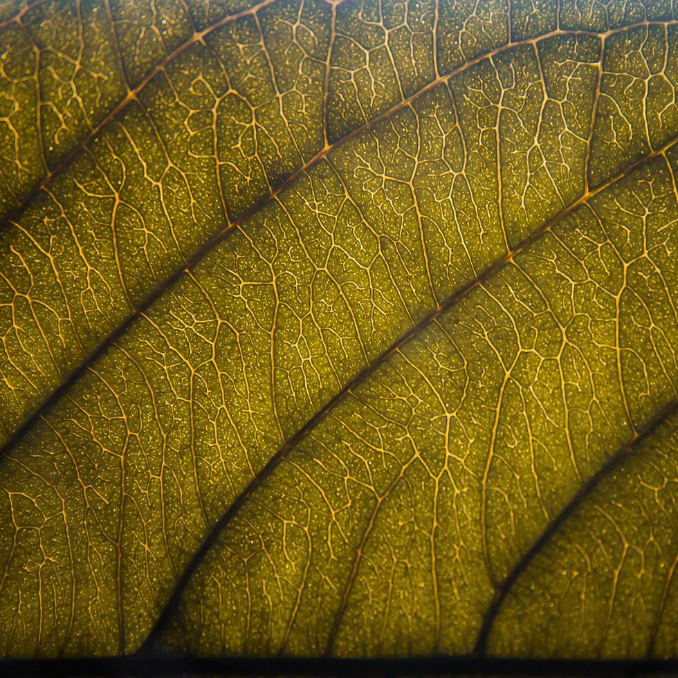 texture des feuilles vertes et fibre des feuilles, papier peint par détail de la feuille verte photo