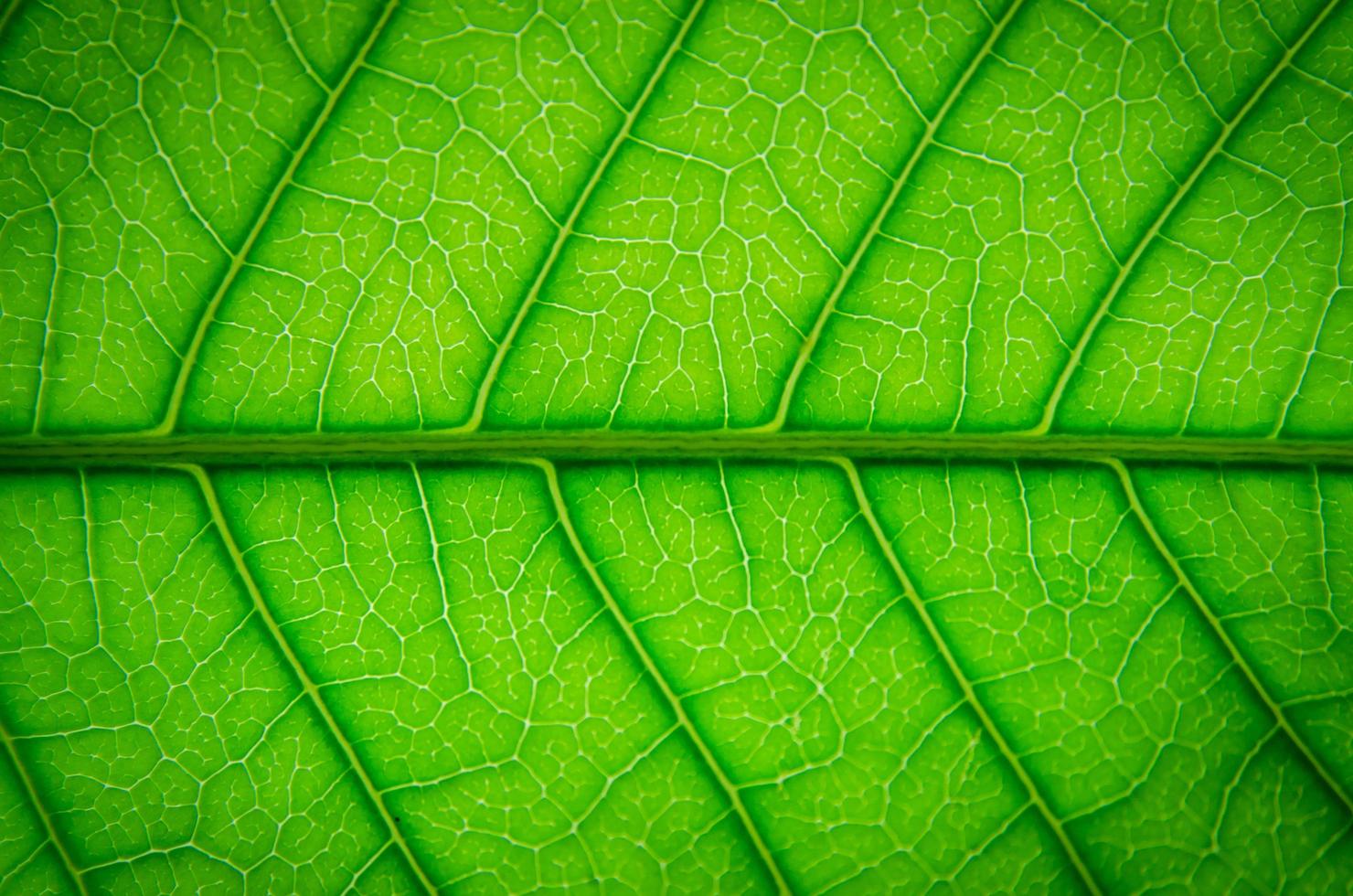 texture des feuilles vertes et fibre des feuilles, papier peint par détail de la feuille verte photo