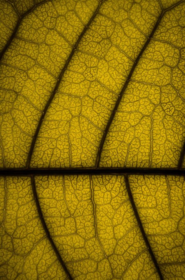 texture des feuilles vertes et fibre des feuilles, papier peint par détail de la feuille verte photo