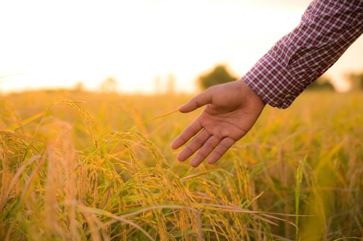 main masculine touchant tendrement un jeune riz dans le paddy photo