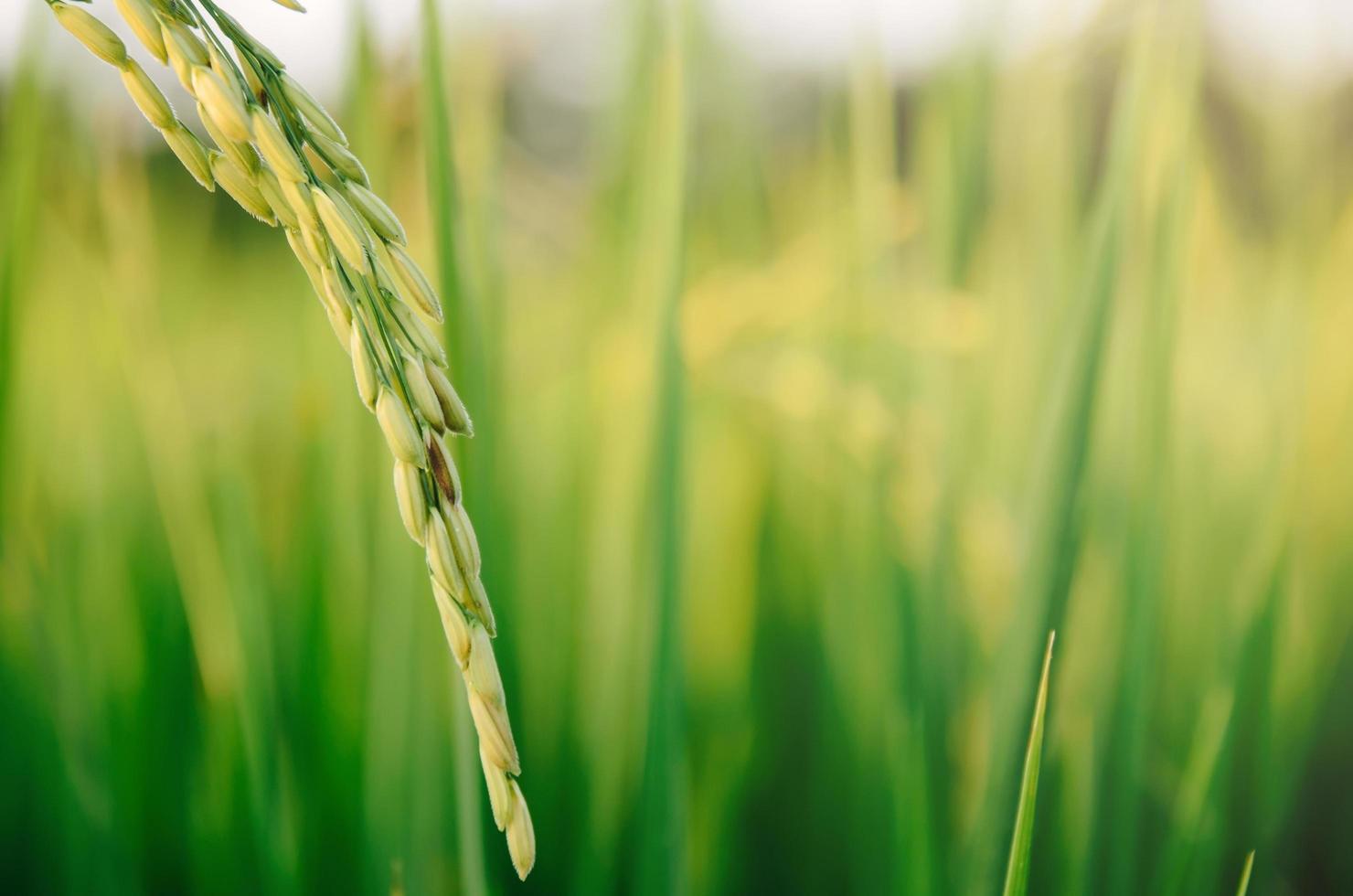 riz paddy et graines de riz dans la ferme, la rizière biologique et l'agriculture. photo