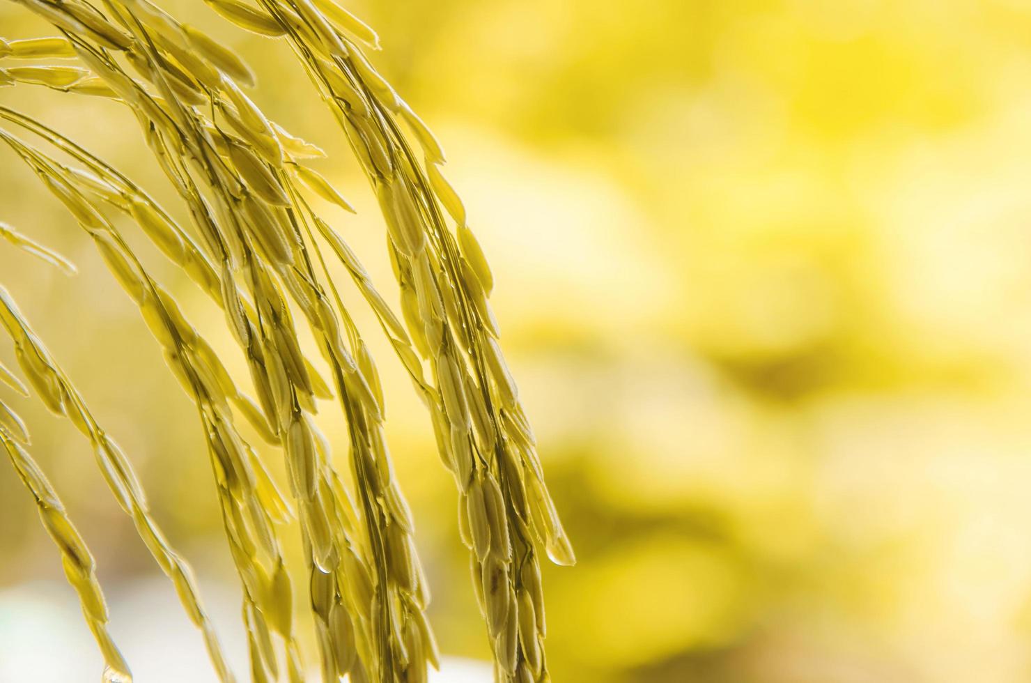 riz paddy et graines de riz dans la ferme, la rizière biologique et l'agriculture. photo