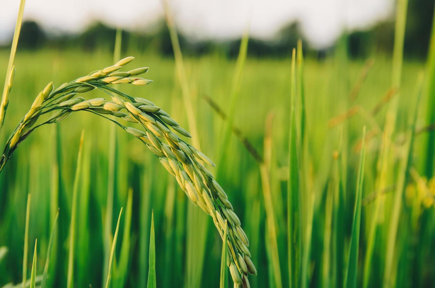 riz paddy et graines de riz dans la ferme, la rizière biologique et l'agriculture. photo