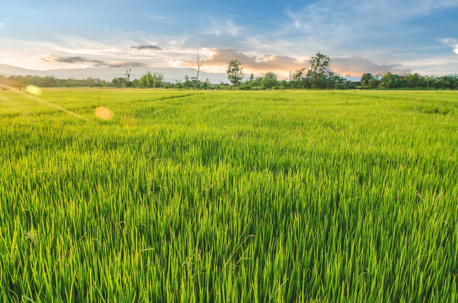 paysage de riz et de graines de riz dans la ferme avec un beau ciel bleu photo