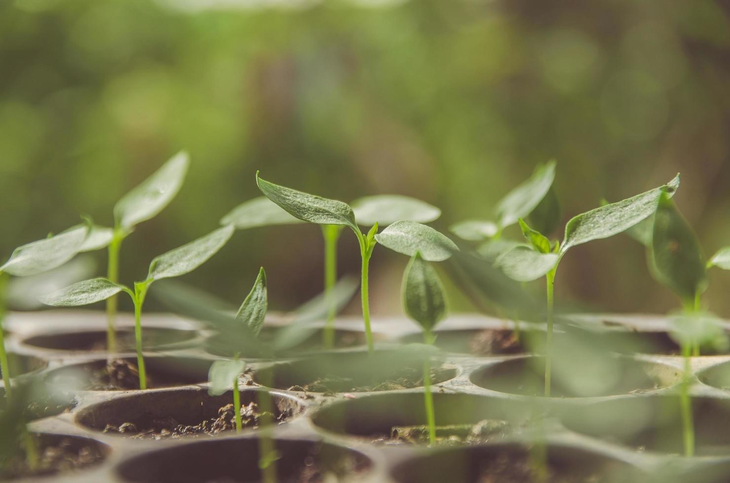 la verdure de la jeune plante et des semis poussent dans le pot. photo