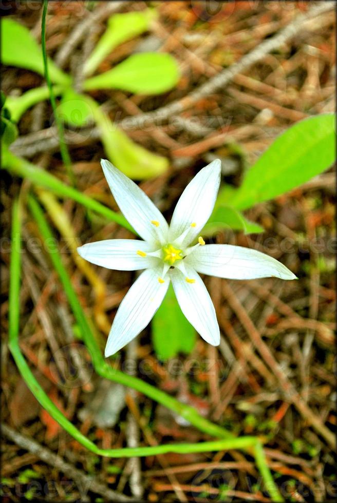 fleur fleur gros plan nature arrière plan photo