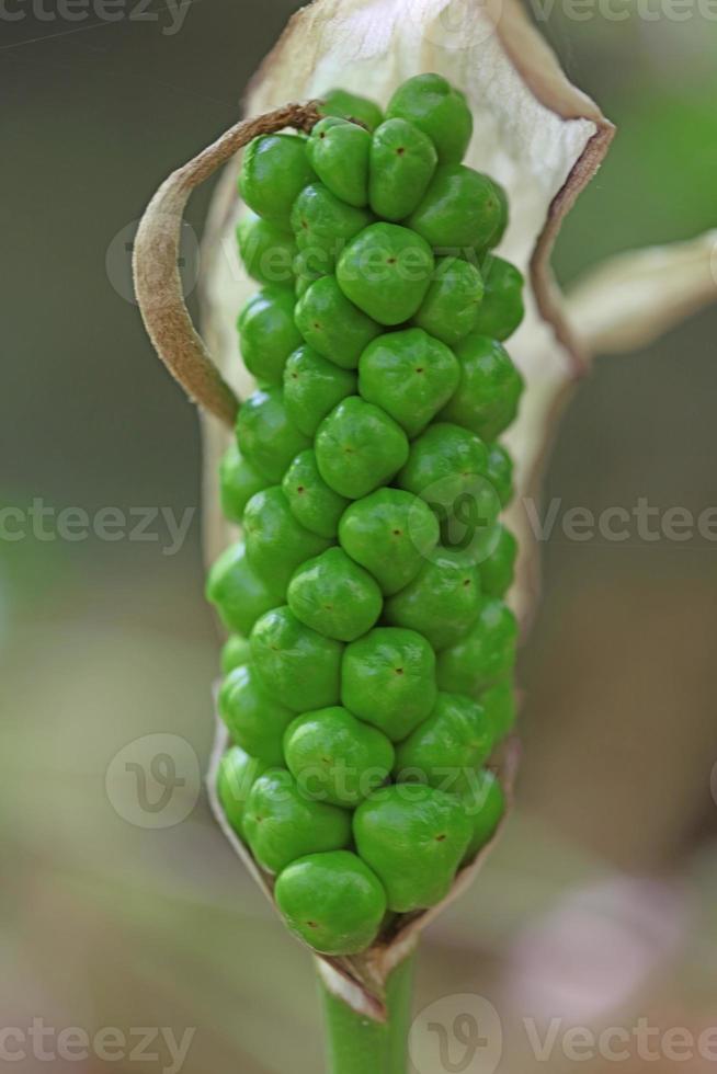 fleur vénéneuse arum creticum aracées famille crète estampes photo