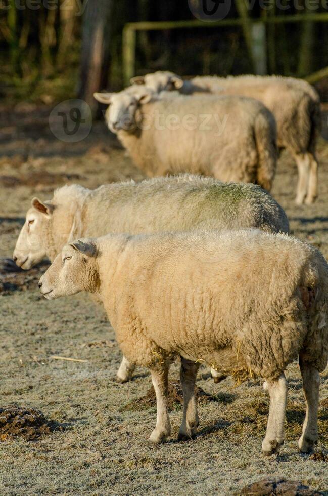 moutons en allemagne photo