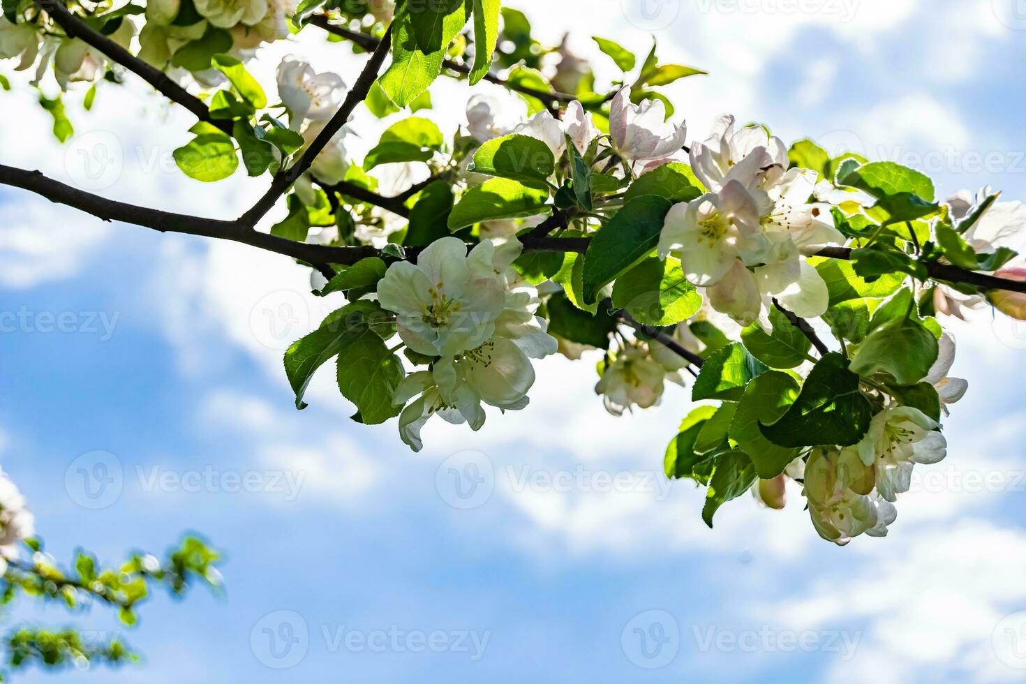 la photographie sur thème magnifique fruit branche Pomme arbre avec Naturel feuilles en dessous de nettoyer ciel photo