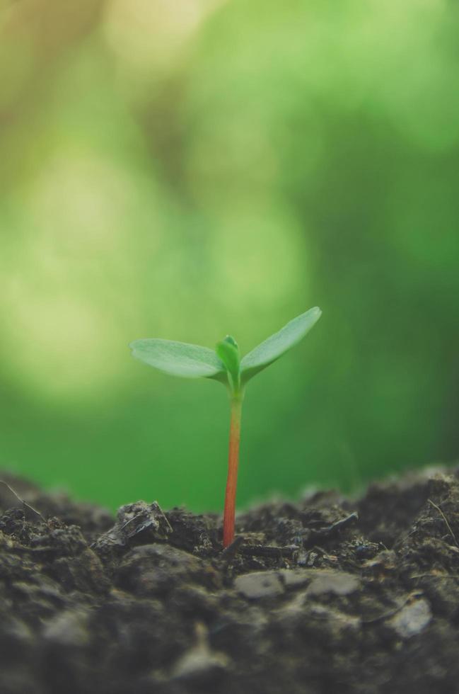 la verdure des jeunes plantes et des semis poussent dans le sol. photo