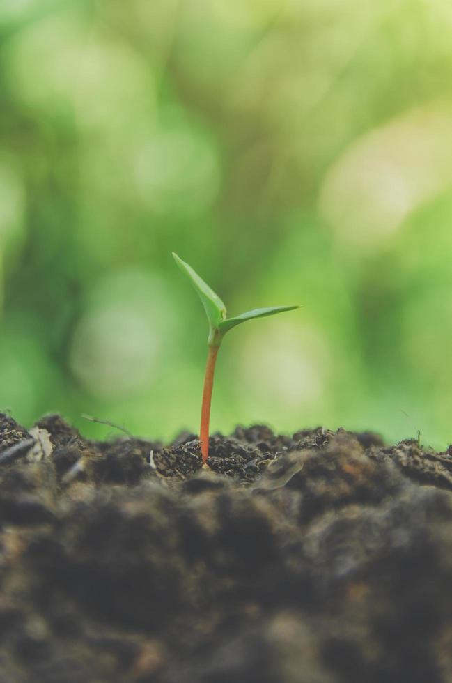 la verdure des jeunes plantes et des semis poussent dans le sol. photo