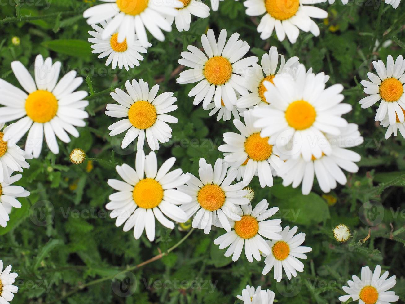 fleur de Marguerite blanche photo